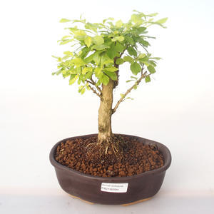 Pokojová bonsai - Duranta erecta Aurea PB2192004