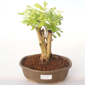 Pokojová bonsai - Duranta erecta Aurea PB2192005