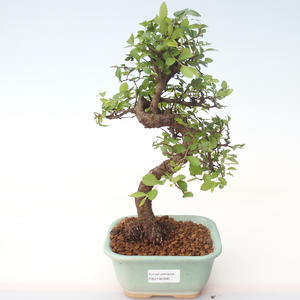 Pokojová bonsai - Ulmus parvifolia - Malolistý jilm PB2192006