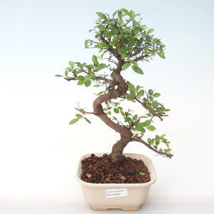 Pokojová bonsai - Ulmus parvifolia - Malolistý jilm PB2192007