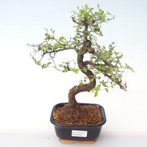 Pokojová bonsai - Ulmus parvifolia - Malolistý jilm PB2192008