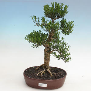 Pokojová bonsai - Ulmus parvifolia - Malolistý jilm PB2192009