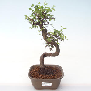 Pokojová bonsai - Ulmus parvifolia - Malolistý jilm PB2192012