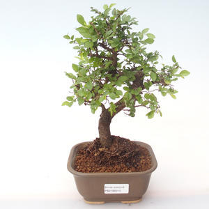 Pokojová bonsai - Ulmus parvifolia - Malolistý jilm PB2192013