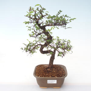 Pokojová bonsai - Ulmus parvifolia - Malolistý jilm PB2192014