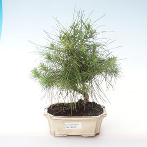 Pokojová bonsai-Pinus halepensis-Borovice alepská PB2192018