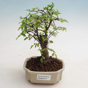 Pokojová bonsai-Pinus halepensis-Borovice alepská PB2192019