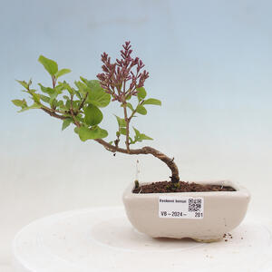 Venkovní bonsai - Syringa Meyeri Palibin - Šeřík Meyerův
