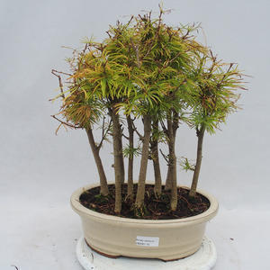 Venkovní bonsai - Pseudolarix amabilis - Pamodřín - lesík