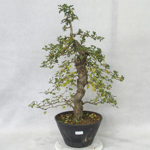 Venkovní bonsai - Hloh růžové květy - Crataegus laevigata paul´s  Scarlet