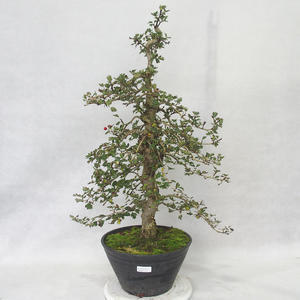 Venkovní bonsai - Hloh růžové květy - Crataegus laevigata paul´s  Scarlet