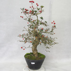 Venkovní bonsai - Hloh bílé květy - Crataegus laevigata
