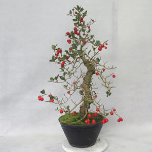 Venkovní bonsai - Hloh bílé květy - Crataegus laevigata