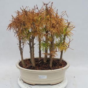 Venkovní bonsai - Pseudolarix amabilis - Pamodřín - lesík