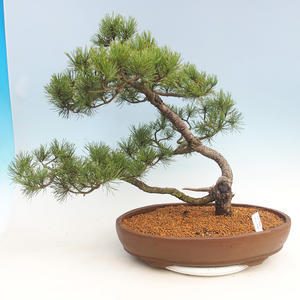 Venkovní bonsai - Pinus Mugo - Borovice kleč
