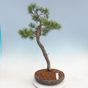 Venkovní bonsai - Pinus sylvestris - Borovice lesní