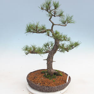 Venkovní bonsai - Pinus sylvestris - Borovice lesní