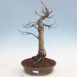 Venkovní bonsai Quercus - dub