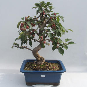 Venkovní bonsai - Malus halliana -  Maloplodá jabloň VB2020-293