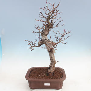 Venkovní bonsai Quercus - KIWI - actinidia