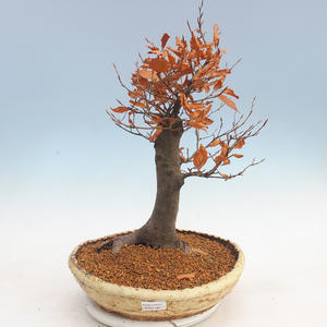 Venkovní bonsai - Fagus sylvatica - Buk lesní