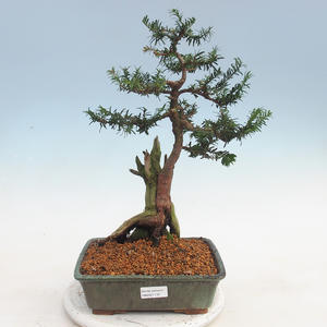 Venkovní bonsai - Taxus bacata  - Tis červený