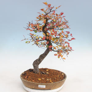 Venkovní bonsai-Ulmus parviflora-Jílm malolistý