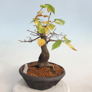Venkovní bonsai -Carpinus  betulus - Habr obecný