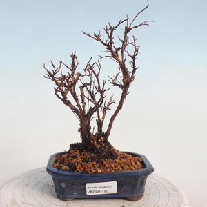 Venkovní bonsai-Mochna křovitá - potentila fruticosa žlutá