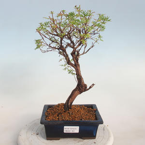 Venkovní bonsai-Mochna křovitá - potentila fruticosa žlutá