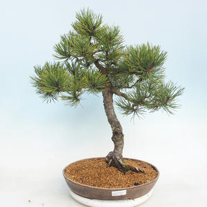 Venkovní bonsai - Pinus Mugo - Borovice kleč