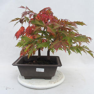 Venkovní bonsai -Javor dlanitolistý Acer palmatum Disectum