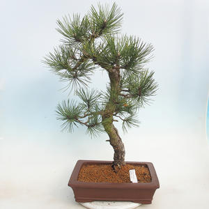 Venkovní bonsai - Pinus Nigra - Borovice černá