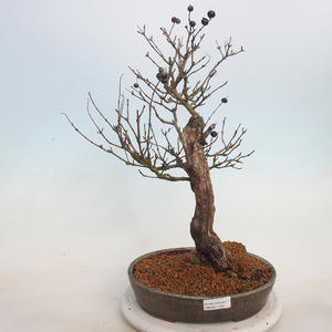Venkovní bonsai - ptačí zob Ligustrum
