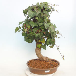Venkovní bonsai - Hedera - Břečtan