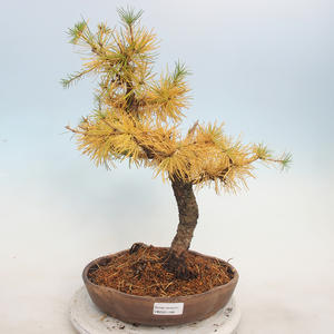 Venkovní bonsai -Larix decidua - Modřín opadavý