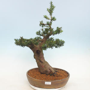 Venkovní bonsai - Taxus bacata  - Tis červený