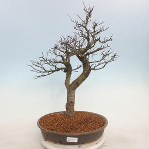 Venkovní bonsai - Ulmus - Jílm malolistý