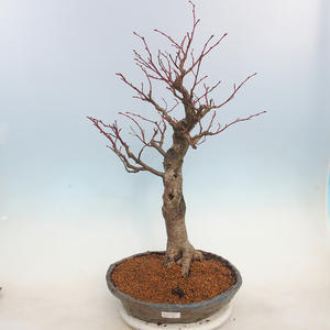 Venkovní bonsai - Lípa malolistá - Tilia cordata