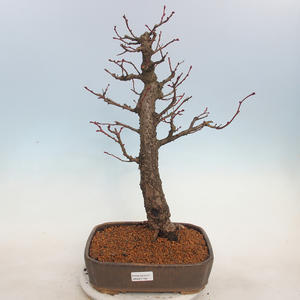 Venkovní bonsai - Lípa malolistá - Tilia cordata