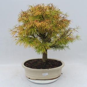 Venkovní bonsai - Pseudolarix amabilis - Pamodřín
