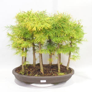 Venkovní bonsai - Pseudolarix amabilis - Pamodřín - lesík 9 stromů
