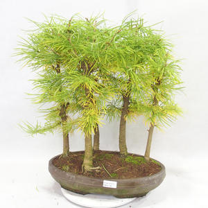 Venkovní bonsai - Pseudolarix amabilis - Pamodřín - lesík 5 stromů