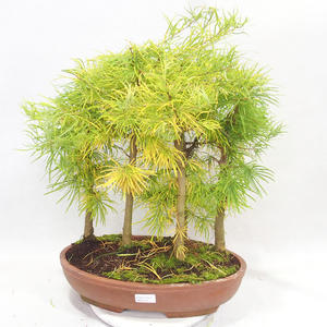 Venkovní bonsai - Pseudolarix amabilis - Pamodřín - lesík 5 stromů