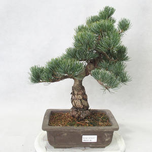 Venkovní bonsai - Pinus parviflora - Borovice drobnokvětá