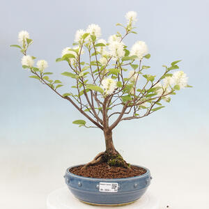 Venkovní bonsai - fotergila - Fothergilla major