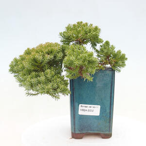 Venkovní bonsai - Juniperus procumbens - Jalovec polehavý