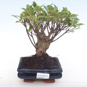 Pokojová bonsai -  Pistácie