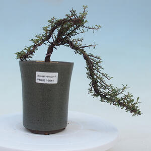Keramická bonsai miska - 17 x 17 x 7 cm, barva zelená