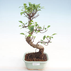 Pokojová bonsai-PUNICA granatum nana-Granátové jablko PB2192052
